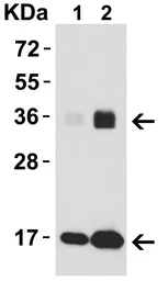 Anti-IL33 antibody used in Western Blot (WB). GTX31317