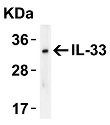 Anti-IL33 antibody used in Western Blot (WB). GTX31317