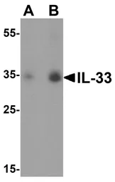 Anti-IL33 antibody used in Western Blot (WB). GTX31317