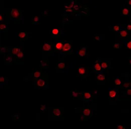 Anti-RIMS3 antibody used in IHC (Paraffin sections) (IHC-P). GTX31334