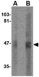 Anti-SIRT2 antibody used in Western Blot (WB). GTX31336