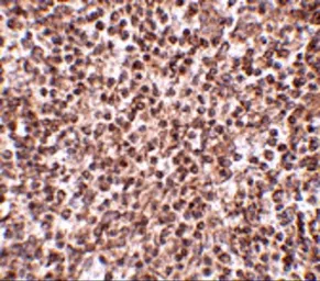 Anti-TREX1 antibody used in IHC (Paraffin sections) (IHC-P). GTX31367