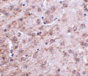 Anti-CRMP1 antibody used in IHC (Paraffin sections) (IHC-P). GTX31369