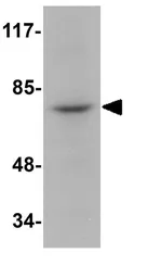 Anti-RIP antibody used in Western Blot (WB). GTX31389