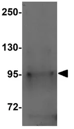 Anti-NLRP12 antibody used in Western Blot (WB). GTX31418