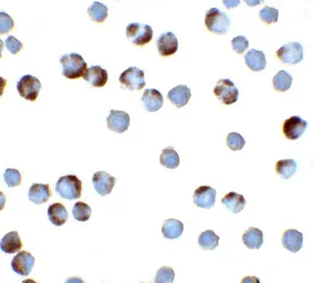 Anti-Trefoil Factor 3 antibody used in Immunocytochemistry/ Immunofluorescence (ICC/IF). GTX31422