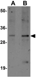 Anti-SLAMF9 antibody used in Western Blot (WB). GTX31427