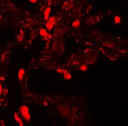 Anti-EZH1 antibody used in IHC (Paraffin sections) (IHC-P). GTX31434