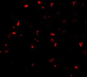 Anti-ATAD3A antibody used in Immunocytochemistry/ Immunofluorescence (ICC/IF). GTX31444