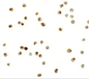 Anti-ATAD3A antibody used in Immunocytochemistry/ Immunofluorescence (ICC/IF). GTX31444