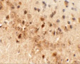 Anti-Draxin antibody used in IHC (Paraffin sections) (IHC-P). GTX31456