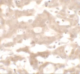 Anti-VNN3 antibody used in IHC (Paraffin sections) (IHC-P). GTX31500