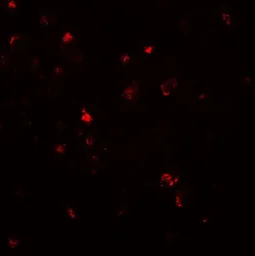Anti-LMX1A antibody used in IHC (Paraffin sections) (IHC-P). GTX31507