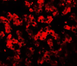 Anti-TMEM135 antibody used in IHC (Paraffin sections) (IHC-P). GTX31532