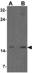 Anti-CISD2 antibody used in Western Blot (WB). GTX31533