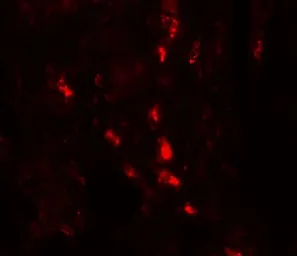 Anti-ARSB antibody used in IHC (Paraffin sections) (IHC-P). GTX31552