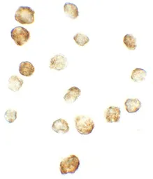 Anti-FKBP12 antibody used in Immunocytochemistry/ Immunofluorescence (ICC/IF). GTX31576