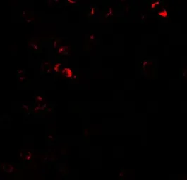 Anti-E2F3 antibody used in IHC (Paraffin sections) (IHC-P). GTX31589