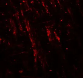 Anti-Neuroligin 2 antibody used in IHC (Paraffin sections) (IHC-P). GTX31597