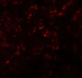 Anti-KIRREL2 antibody used in IHC (Paraffin sections) (IHC-P). GTX31598