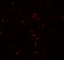 Anti-HES5 antibody used in IHC (Paraffin sections) (IHC-P). GTX31605
