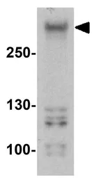Anti-ODZ3 antibody used in Western Blot (WB). GTX31616