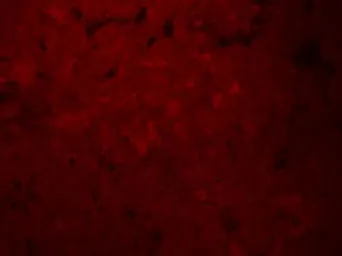 Anti-OATP2 antibody used in IHC (Paraffin sections) (IHC-P). GTX31621