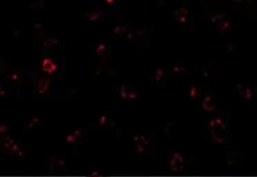 Anti-CX3CR1 antibody used in Immunocytochemistry/ Immunofluorescence (ICC/IF). GTX31648