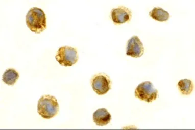 Anti-Survivin antibody used in Immunocytochemistry/ Immunofluorescence (ICC/IF). GTX31651