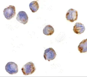 Anti-MTBP antibody used in Immunocytochemistry/ Immunofluorescence (ICC/IF). GTX31662