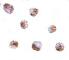 Anti-PAK6 antibody used in Immunocytochemistry/ Immunofluorescence (ICC/IF). GTX31672