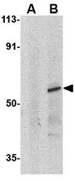 Anti-IRF8 antibody used in Western Blot (WB). GTX31696