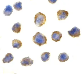 Anti-4E-BP1 antibody used in Immunocytochemistry/ Immunofluorescence (ICC/IF). GTX31714