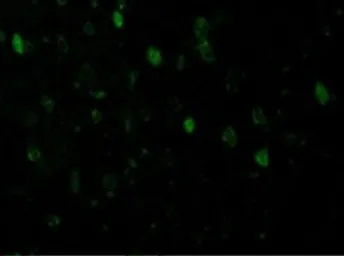 Anti-Adiponectin antibody used in IHC (Paraffin sections) (IHC-P). GTX31718
