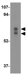 Anti-CRMP1 antibody used in Western Blot (WB). GTX31723