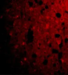 Anti-CRMP1 antibody used in IHC (Paraffin sections) (IHC-P). GTX31723