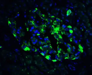 Anti-ATF6 antibody used in IHC (Paraffin sections) (IHC-P). GTX31729