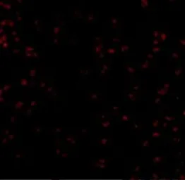 Anti-BUB1 antibody used in Immunocytochemistry/ Immunofluorescence (ICC/IF). GTX31758