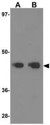 Anti-DPF2 antibody used in Western Blot (WB). GTX31819
