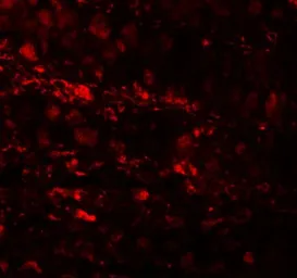 Anti-ESRP1 antibody used in IHC (Paraffin sections) (IHC-P). GTX31825