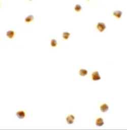 Anti-Protor-2 antibody used in Immunocytochemistry/ Immunofluorescence (ICC/IF). GTX31835