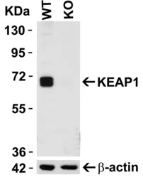 Anti-KEAP1 antibody used in Western Blot (WB). GTX31864