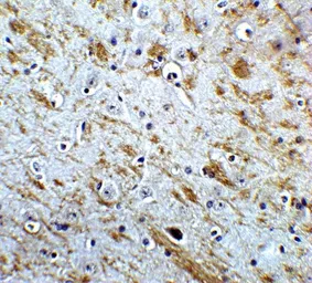 Anti-NELF antibody used in IHC (Paraffin sections) (IHC-P). GTX31872