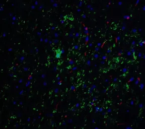 Anti-NELF antibody used in IHC (Paraffin sections) (IHC-P). GTX31872