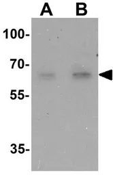 Anti-NELF antibody used in Western Blot (WB). GTX31872
