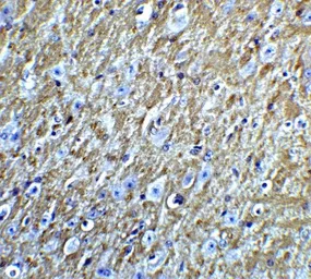 Anti-FOXA2 antibody used in IHC (Paraffin sections) (IHC-P). GTX31875