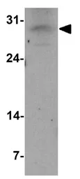 Anti-OLIG1 antibody used in Western Blot (WB). GTX31916