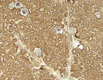 Anti-JAK2 antibody used in IHC (Paraffin sections) (IHC-P). GTX31943