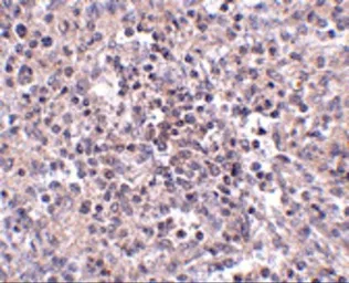 Anti-SLC39A10 antibody used in IHC (Paraffin sections) (IHC-P). GTX31968