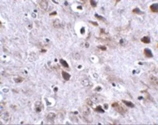 Anti-TMEM18 antibody used in IHC (Paraffin sections) (IHC-P). GTX31972